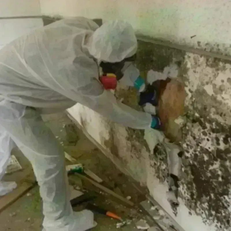 Mold Remediation and Removal in Burlington, OH